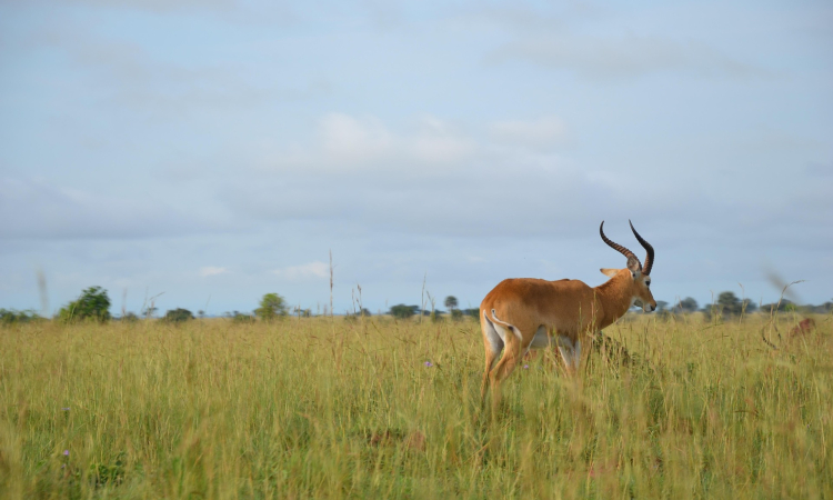 Best Time to Visit Lake Mburo National Park - Dry vs. Wet Season Guide