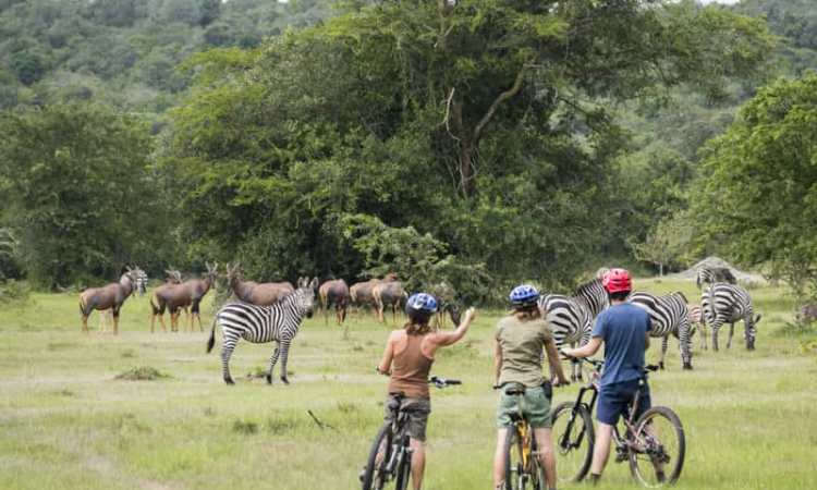 Biking Safaris in Lake Mburo - Explore Uganda on Two Wheels