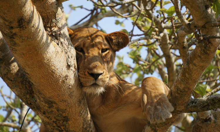 10-Day Uganda Safari - Gorillas, Chimps & Big Five Adventure