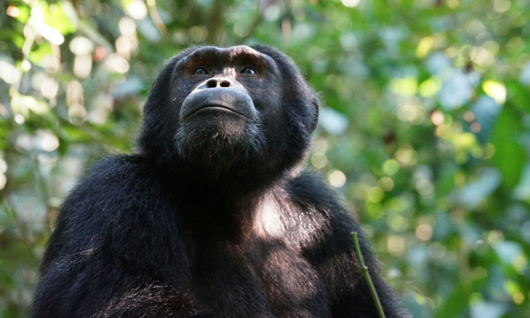 13-Day Uganda Safari - Gorillas, Chimps, Big Five & Culture Tour