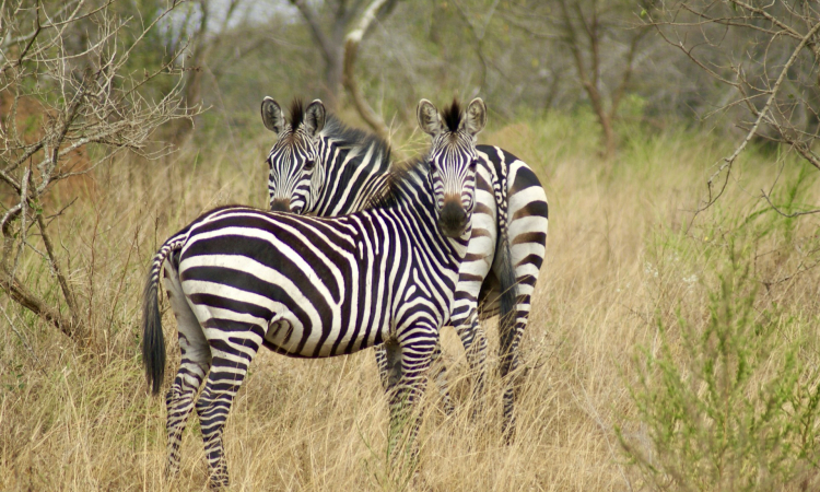 3-Day Lake Mburo Wildlife Safari - Game Drives & Boat Safari