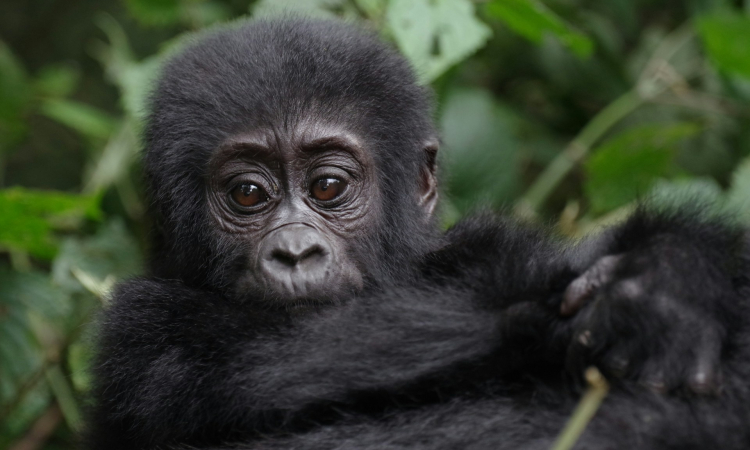 4-Day Uganda Safari - Gorillas & Wildlife in Bwindi & Lake Mburo