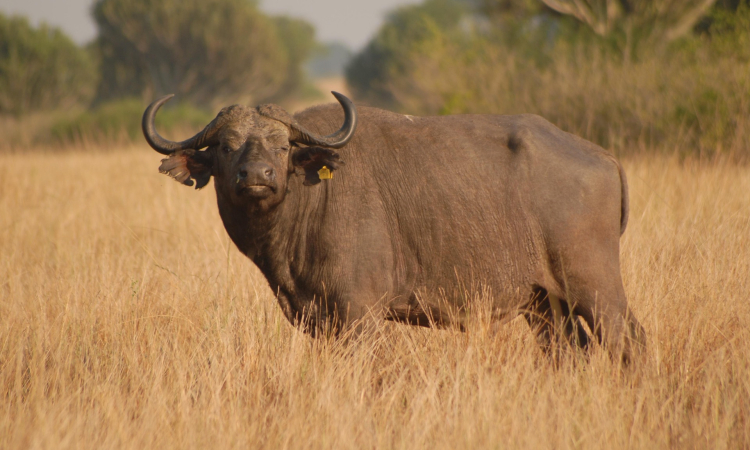Location of Lake Mburo & How to Get There - Road & Air Travel Guide