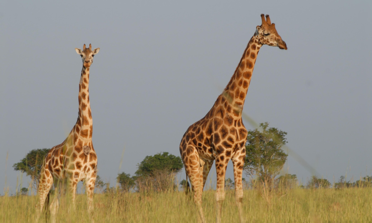 Top Things to Do in Lake Mburo National Park - Activities & Safari Experiences