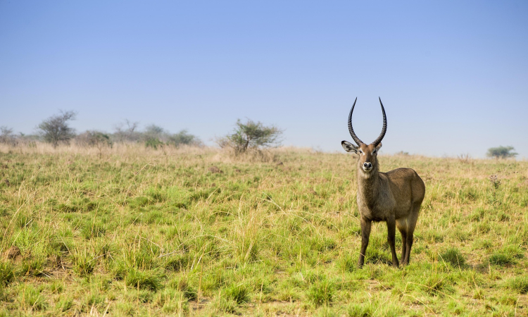 Top Things to See in Lake Mburo National Park - Tourist Attractions